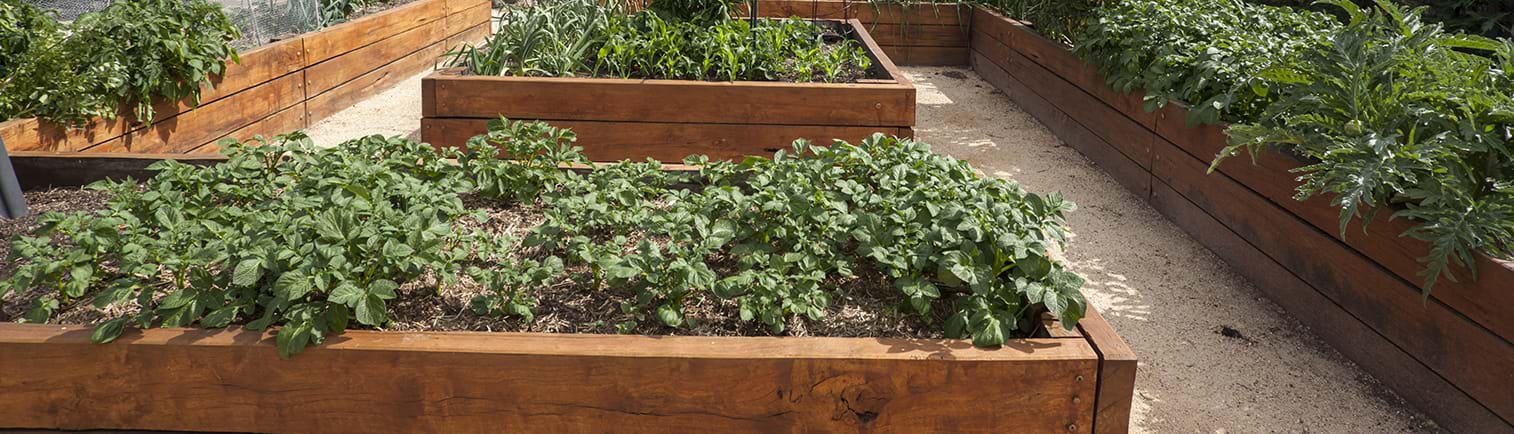 Timber Planter Boxes