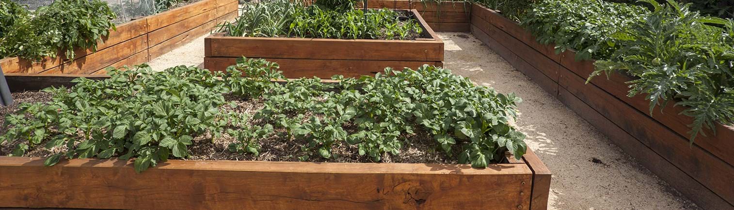 Timber Planter Boxes
